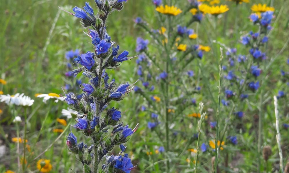 Jūrmalas gatves pļava