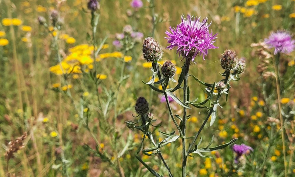 Jūrmalas gatves pļava