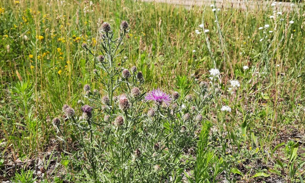 Jūrmalas gatves pļava