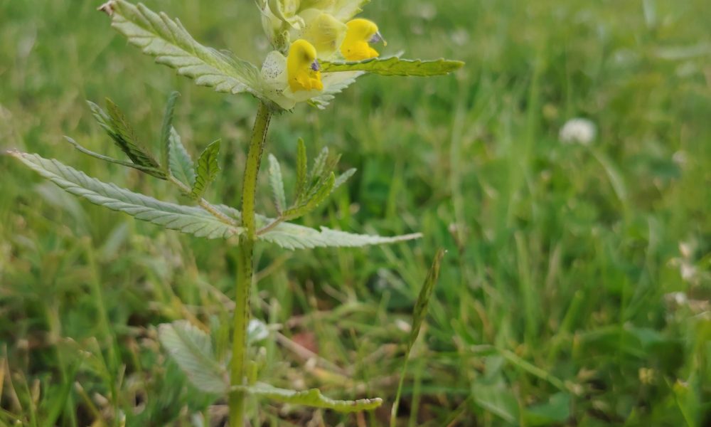 Lielvārdes ielas pļava