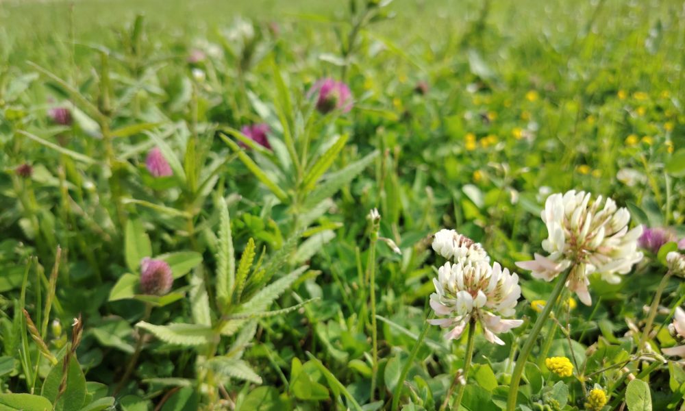 Lielvārdes ielas pļava