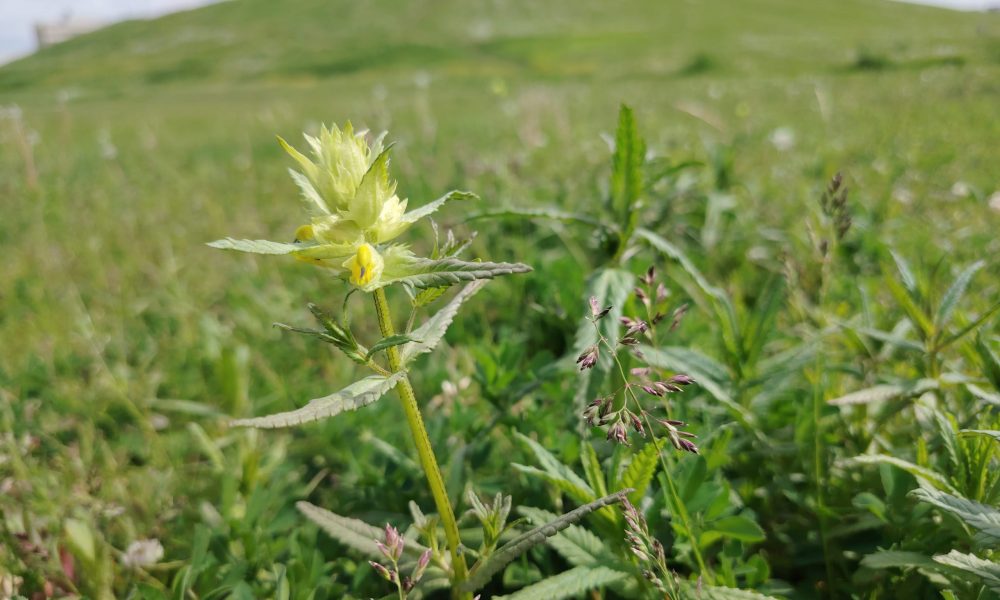 Lielvārdes ielas pļava