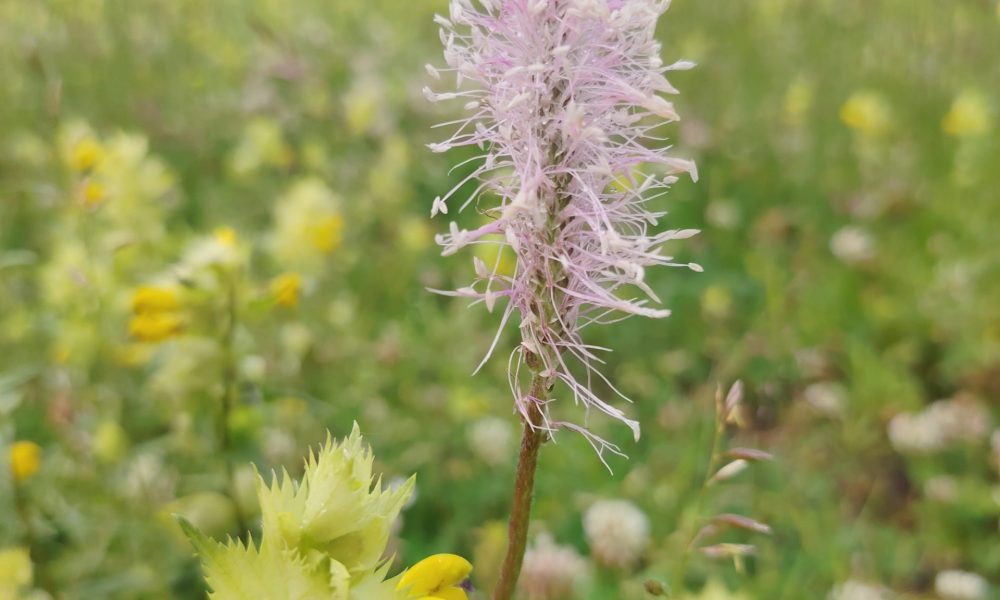 Rusovas ielas pļava 1