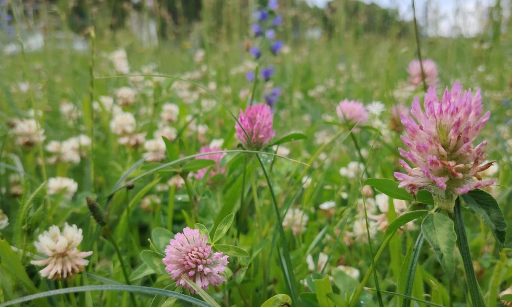 Rusovas ielas pļava 2