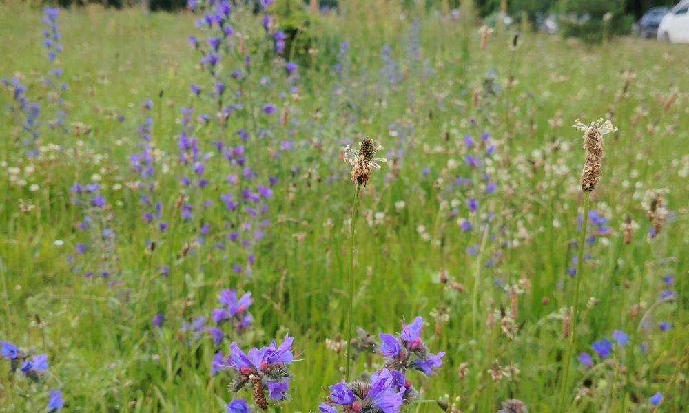 Rusovas ielas pļava 3
