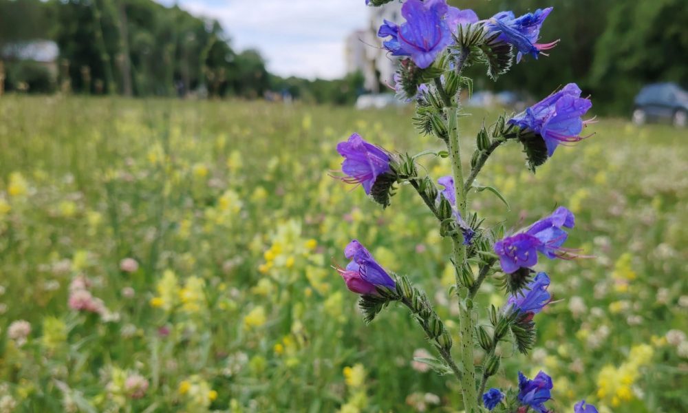 Rusovas ielas pļava 4