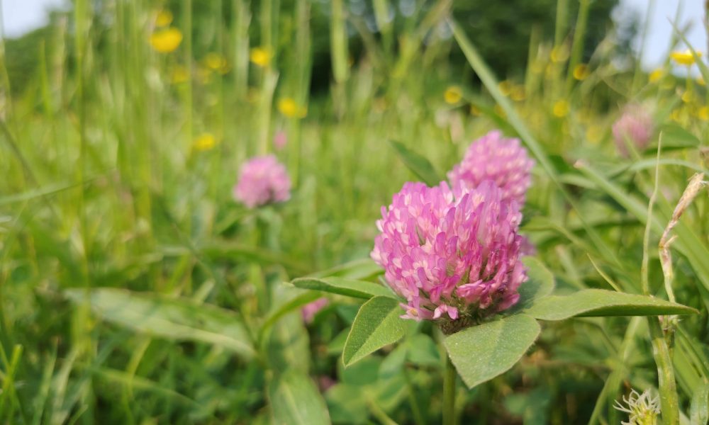 Uzvaras parka pļava 1