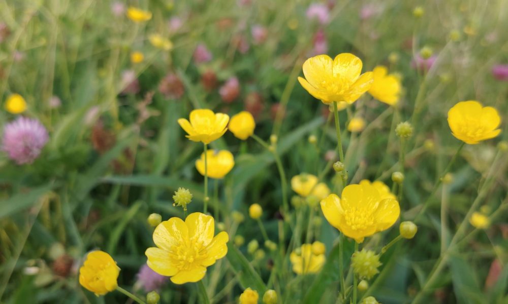 Uzvaras parka pļava 2