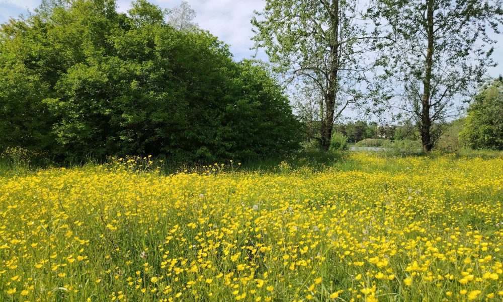 Velnezera plava, kopskats