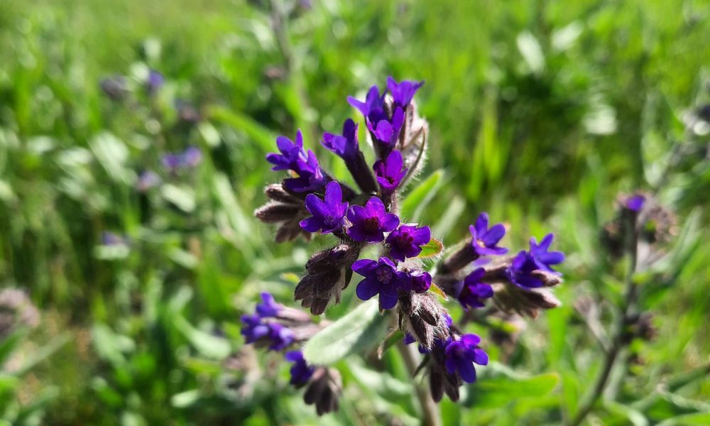 Vēršmēle Ezermalas ielā