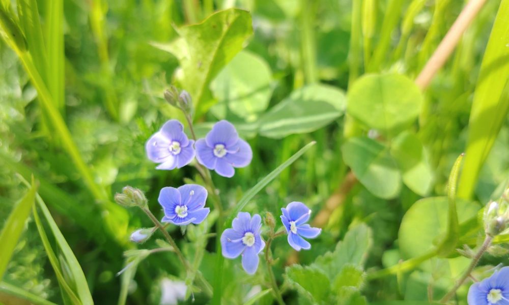 Dreiliņkalna pļava