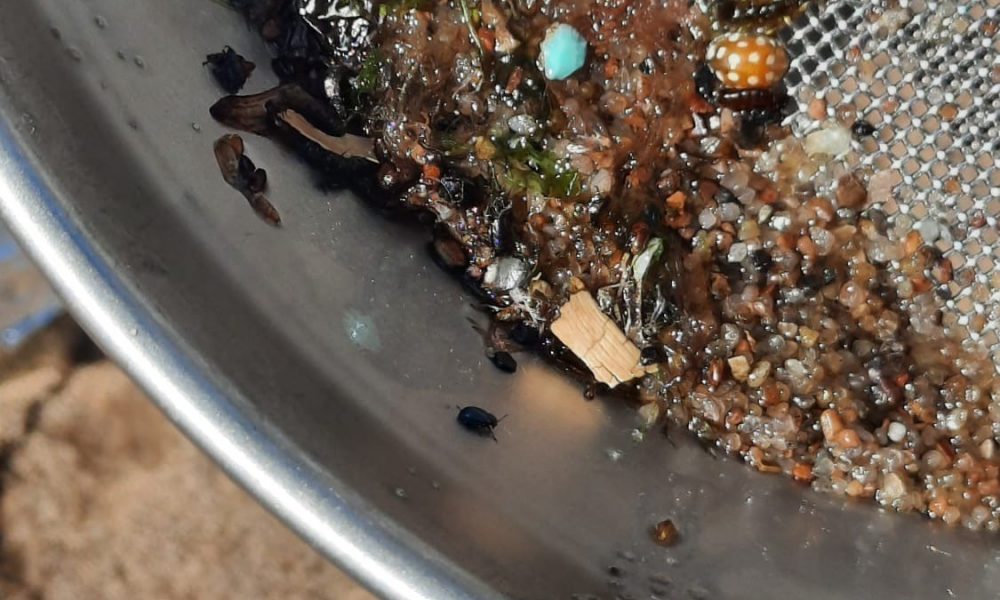 Mikroplastmasas piesārņojums Rīgas līča piekrastes pludmalēs